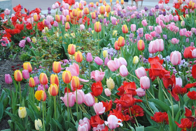 Salt Lake City Temple Square, Tulips, Families can be forever