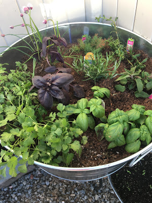 Container gardening- bucket of herbs- The Style Sisters