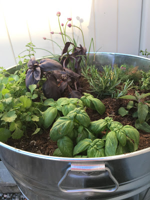 Container Gardening- Bucket of Herbs