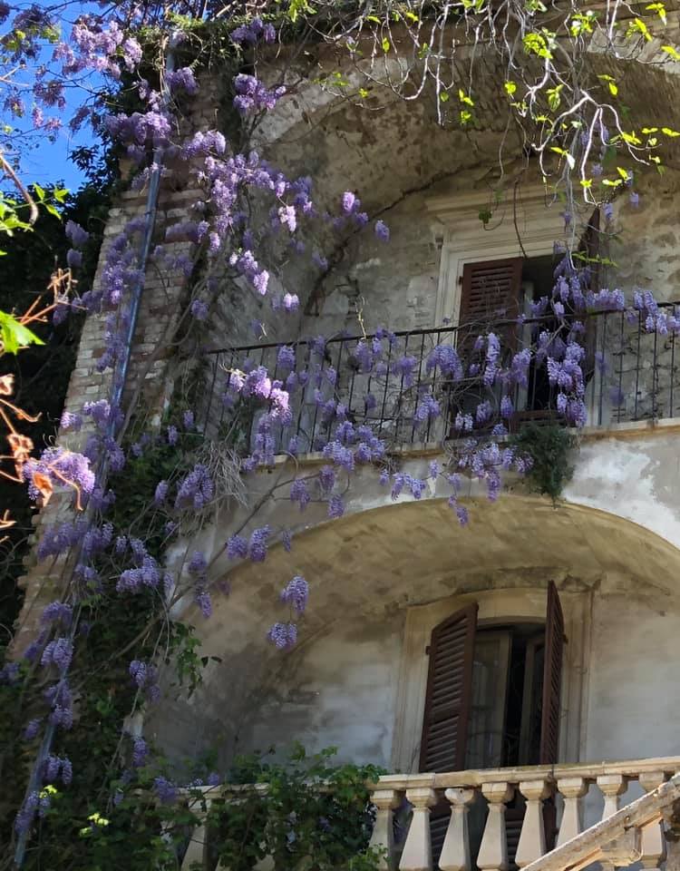 The back of the Ricci Palace with wisteria.