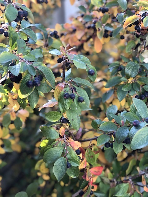 FAll leaves on bushes 