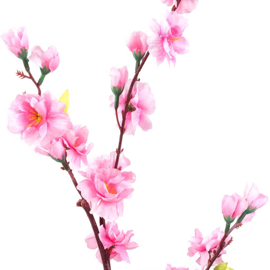 Cherry blossoms