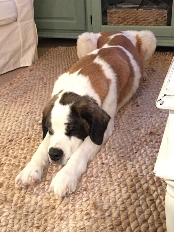 St. Bernard on natural fiber rug