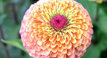 CPW Linky Party- How to Garden Sew Craft Bake