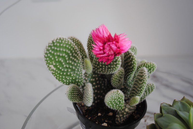 mini flowering cactus for centerpiece