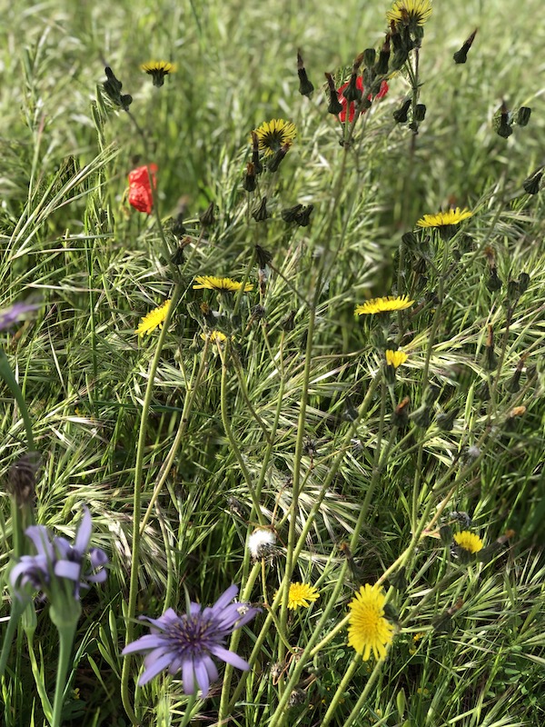 Wild flowers in Casoli, Italy