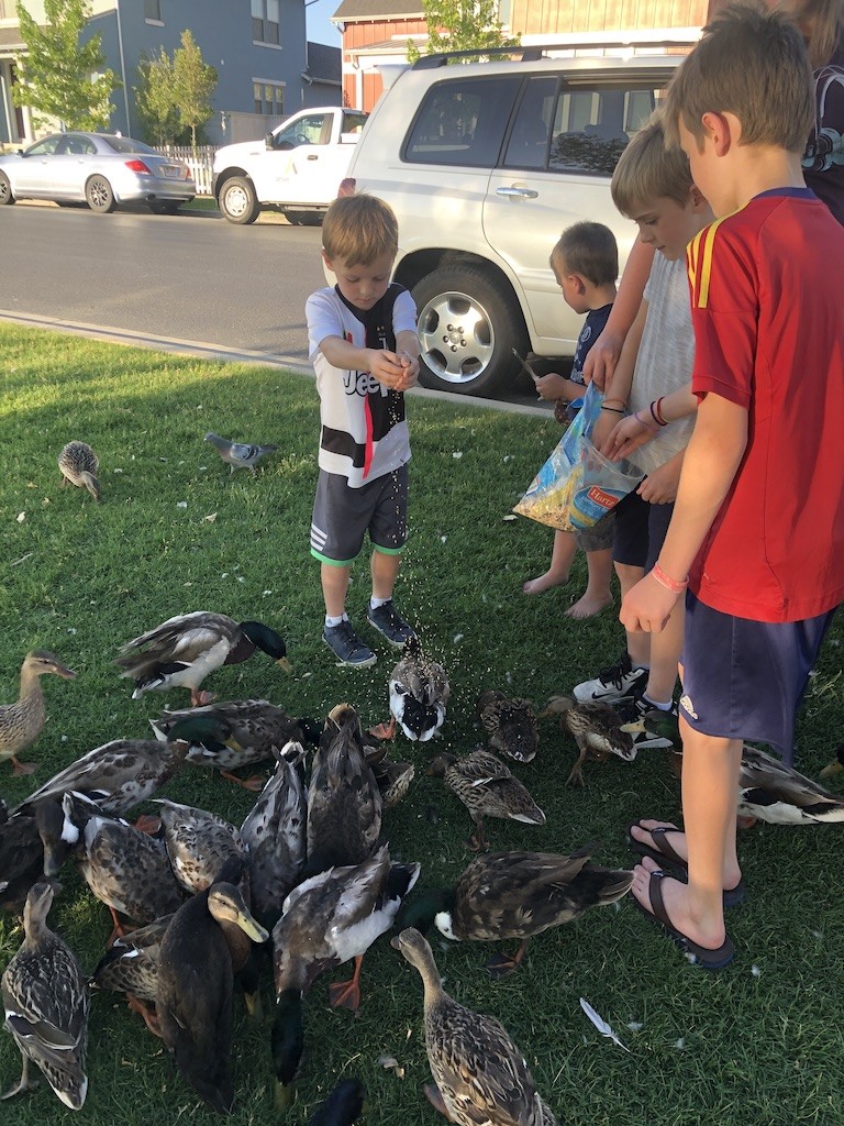 Feeding the ducks