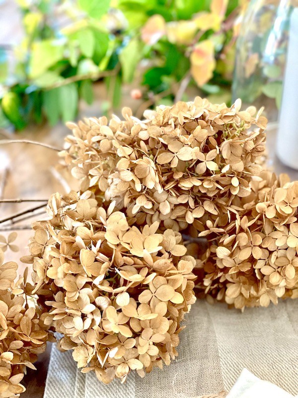 Dried hydrangeas for THanksgiving table centerpiece. Karins Kottage