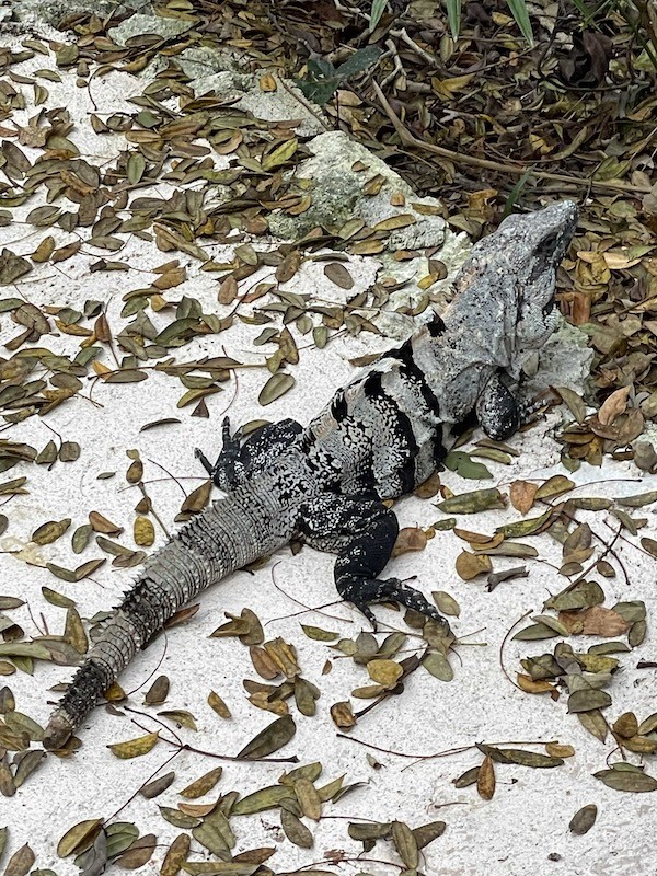 Iguanas in Cancun Mexico