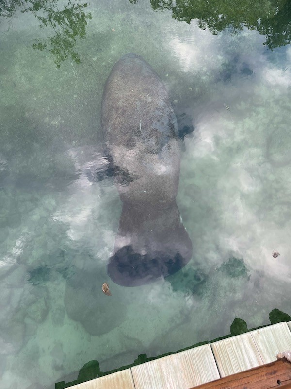 Manatee encounter
