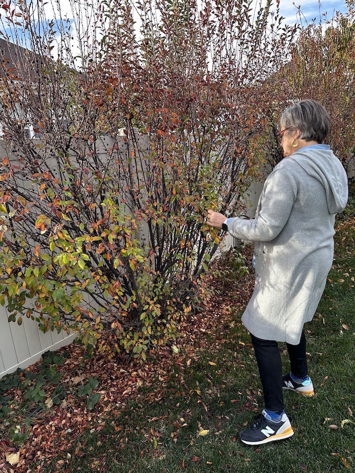 How to Create a Beautiful Fall Centerpiece with Flowers, Leaves, and Grasses from Your Yard